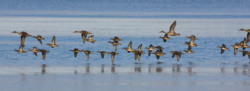 Northern Pintails In Flight